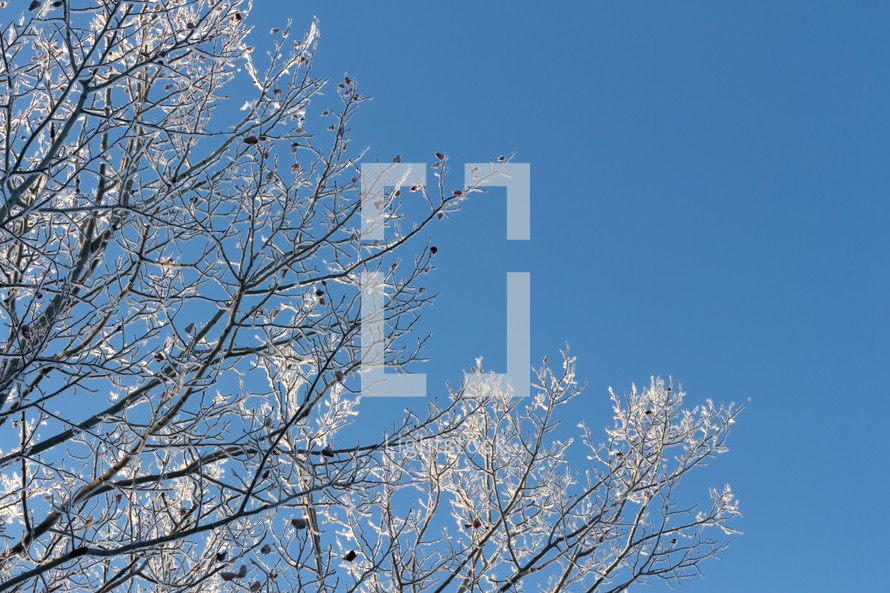blue sky and frosty winter branches 