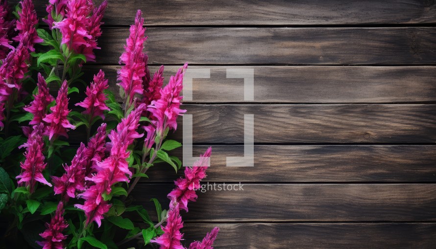 Pink salvia flowers on wooden background. Top view with copy space