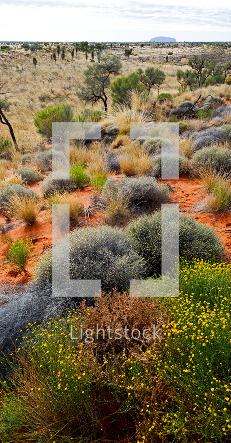 Outback desert plants 