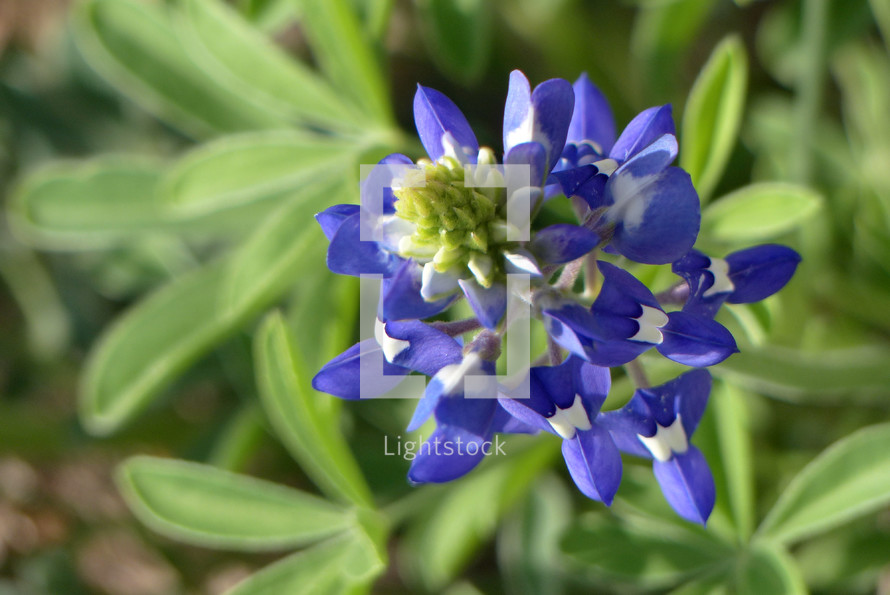 bluebonnet flower and leaves viewed from above