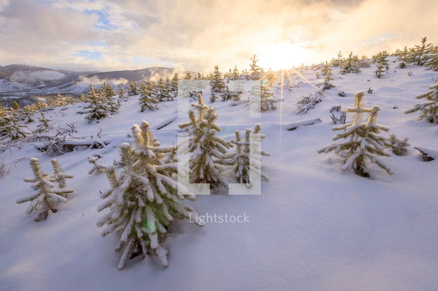 View over small evergreen trees on snowy slope with sunburst and mountain range