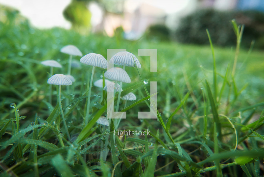 mushrooms in the dewy grass