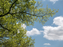 green leaves on spring branches and a blue sky with fluffy clouds