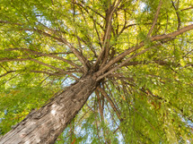 Angled upward view of branches and trunk of a bald cypress tree