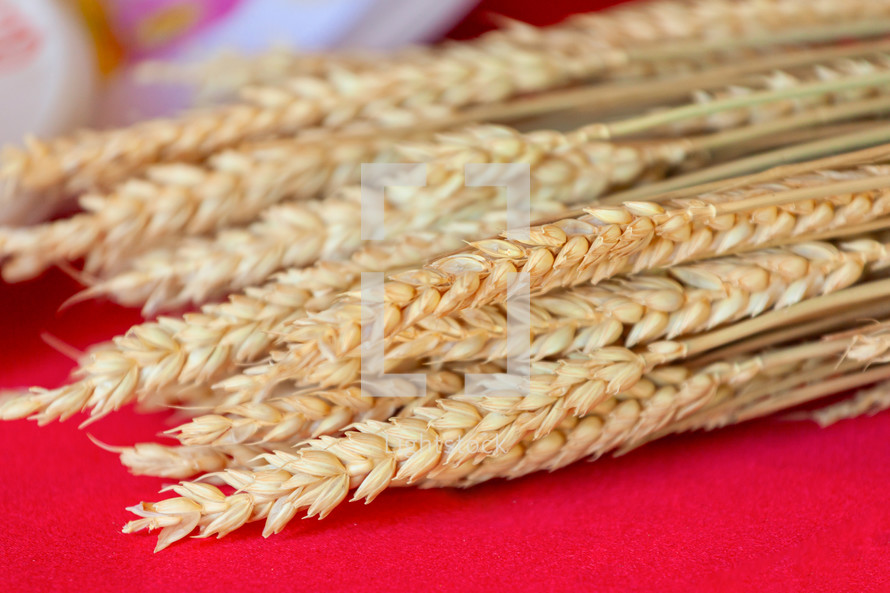 Wheat ears on red table