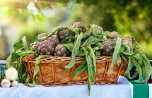 Basket of Tuscan artichokes outdoors.