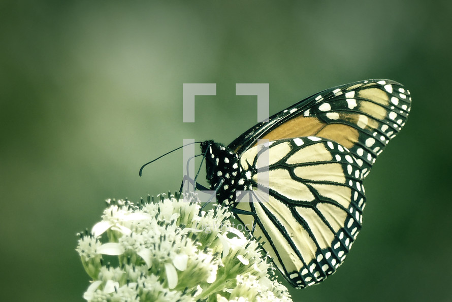 butterfly on a flower, subdued color