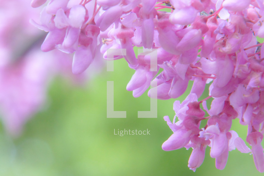 closeup of bright pink spring flowers with green blur background
