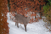 Sika Deer In the Snow in County Wicklow, Ireland