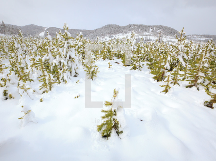 Forest of small evergreen trees in snow in front of mountain landscape during winter at the Rocky Mountains, Colorado
