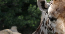 Close up of giraffe's eye