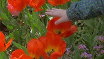 View of small boy touching red tulips in the field