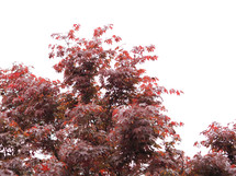 maple acer (scientific name Acer Rubrum) tree