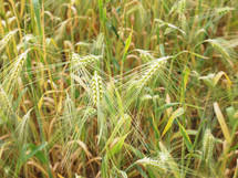 Barley corn field