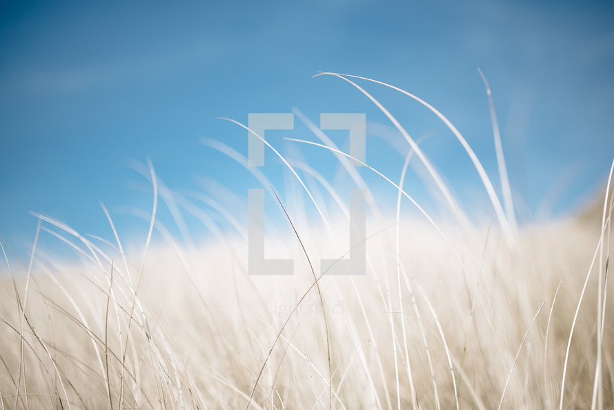 wispy brown grasses and blue sky 