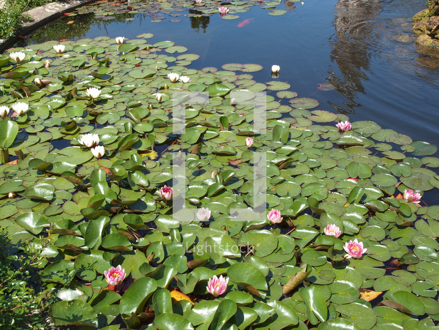 water lily plant (scientific name Nymphaea, Nymphaeaceae) in a pond