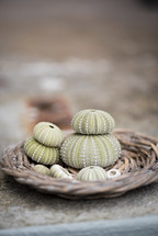 dried sea urchins in a basket 