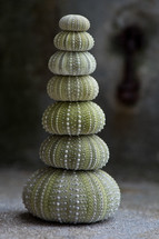 stacked dried sea urchins 