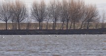 Low Flying Ang Diving Seagulls On Wavy Water Of Danube River In Europe. - Wide Shot