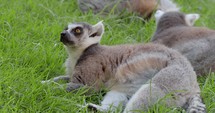 Ring-talied lemur lying on the grass.