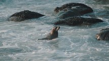 seal swimming in the surf