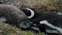 Magellanic Penguin Adult And Chick At Isla Martillo In Tierra del Fuego, Argentina. closeup shot