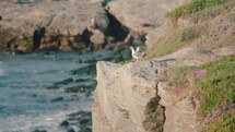 Seagull birds walking around on cliffs by the beach