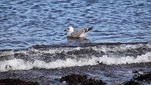 Seagull Swims Over Wave in Bray, County Wicklow - Slow Motion