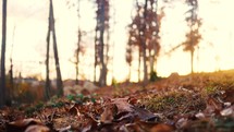 forest floor in autumn 