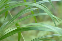 closeup of blades of grass with blurred green background