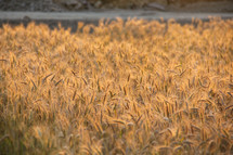 Close up of a field of wheat