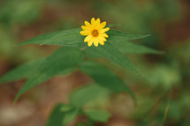 small yellow flower 