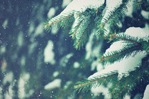 Evergreen Branches Covered in Snow Texture with Falling Snow