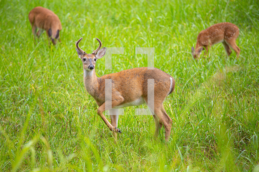 Three young White-Tailed male and female deer grazing in tall grass