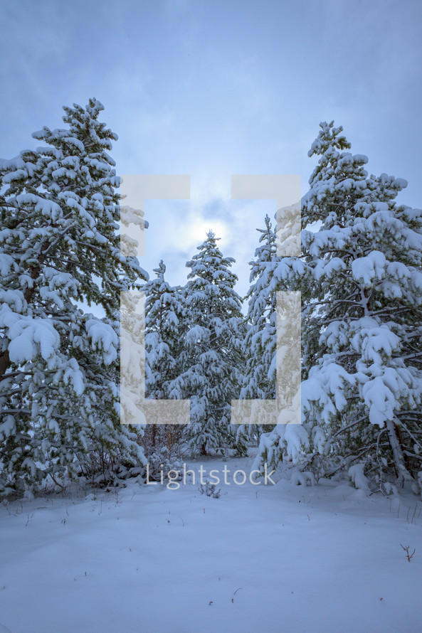 Evergreen trees on a slope covered in snow during winter with cloudy overcast sky