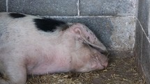 Pig Snoring and Oinking While Sleeping in a Pen - Close Up, Ireland
