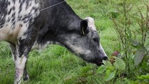 White and Grey Speckled Cow Eating Grass, Ireland