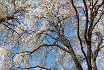 white spring blossoms on a pear tree against a clear blue sky