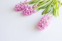 Pink hyacinth on a white background