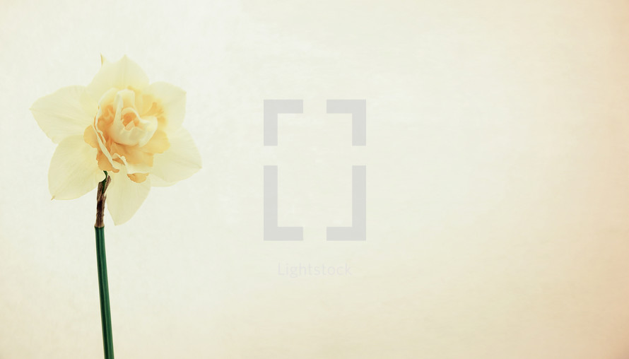 yellow daffodil narcissus flower, off-center, ready for your text