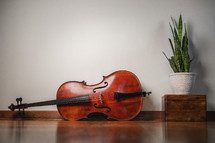 Cello on its side with potted plant