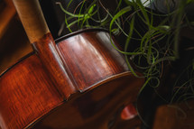 Cello with potted plant