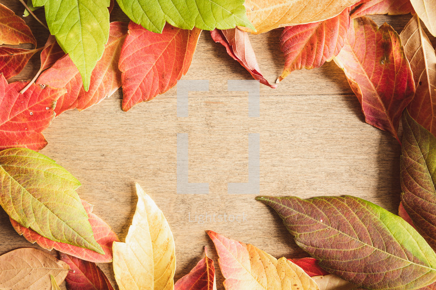 Frame of fresh autumn leaves on a light wood background