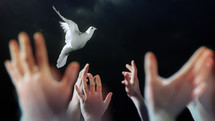 Praying hands with a white dove
