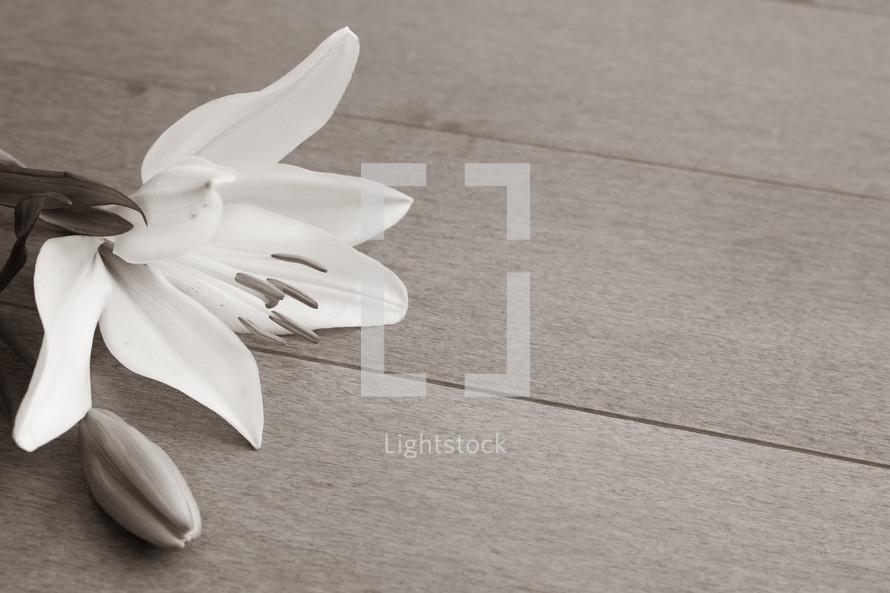 white lily in sepia 