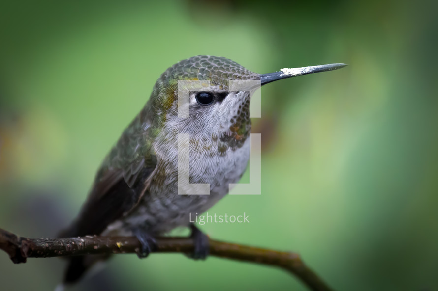 hummingbird 