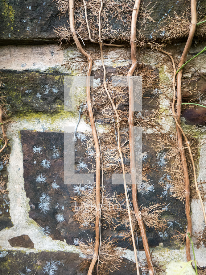 dry vines and other nature patterns on an old stone wall