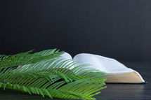 Palm leaves on an open bible with a black background