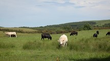 Cream Cow Amongst Black Cattle Grazing in a Field in County Wicklow in the Summer