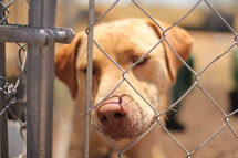 a dog looking through a chain link fence 